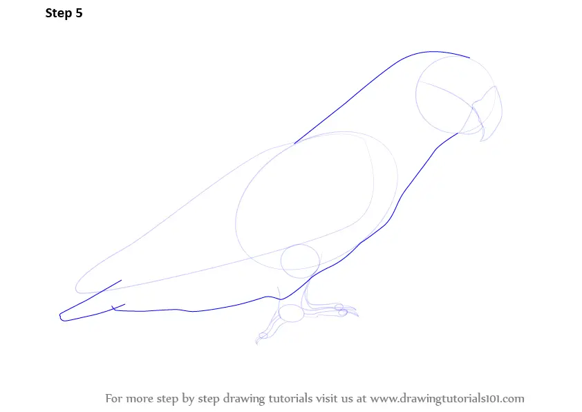 Learn How to Draw Love Birds (Birds) Step by Step : Drawing Tutorials