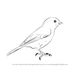 How to Draw a Marsh Tit