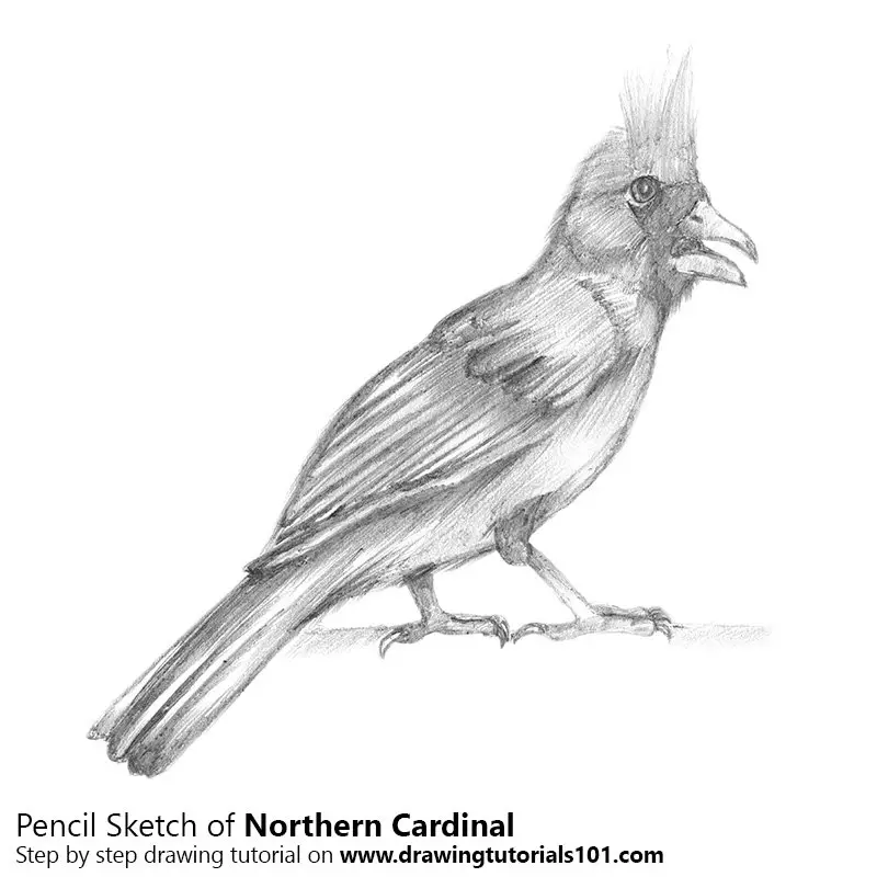 Pencil Sketch of Northern Cardinal - Pencil Drawing