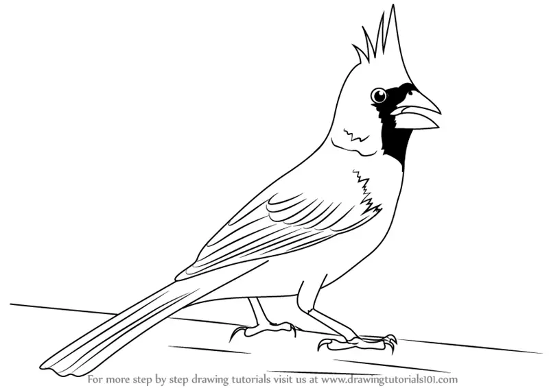 Learn How to Draw a Northern Cardinal (Birds) Step by Step Drawing