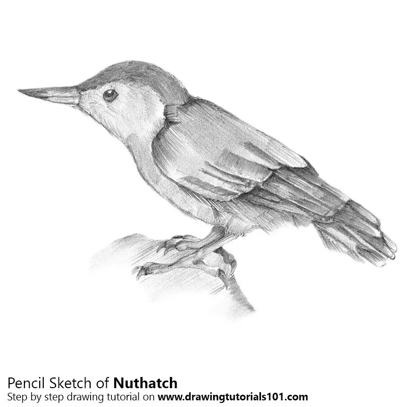 Pencil Sketch of Nuthatch - Pencil Drawing
