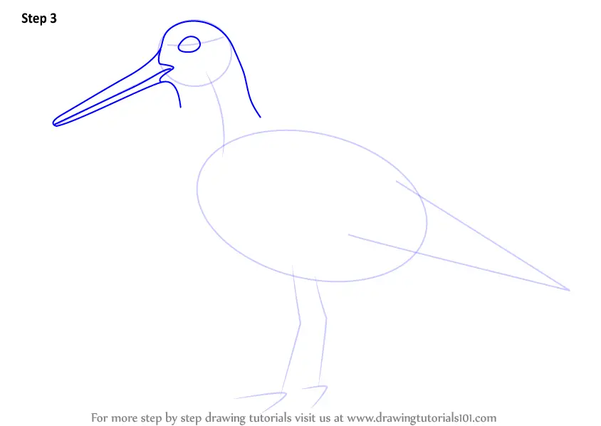 Learn How to Draw an Oystercatcher (Birds) Step by Step : Drawing Tutorials