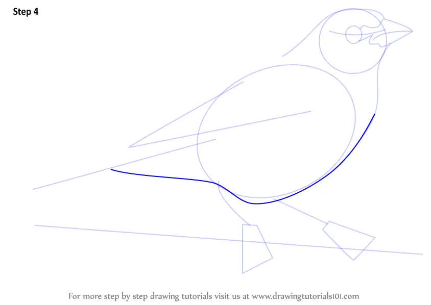 Learn How to Draw a Painted Bunting (Birds) Step by Step : Drawing ...