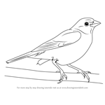 Learn How to Draw a Painted Bunting (Birds) Step by Step : Drawing ...