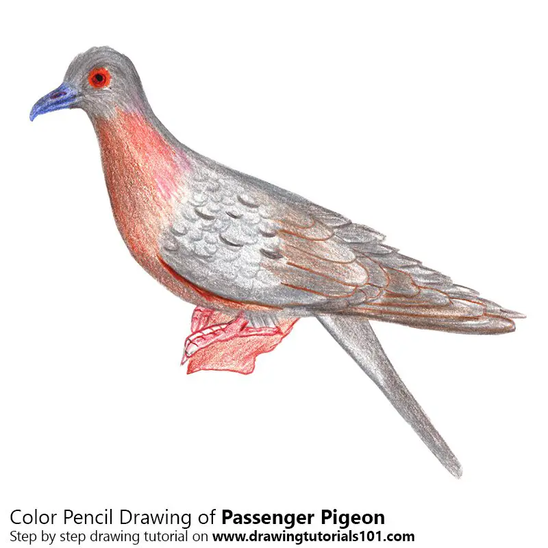 Passenger Pigeon Color Pencil Drawing