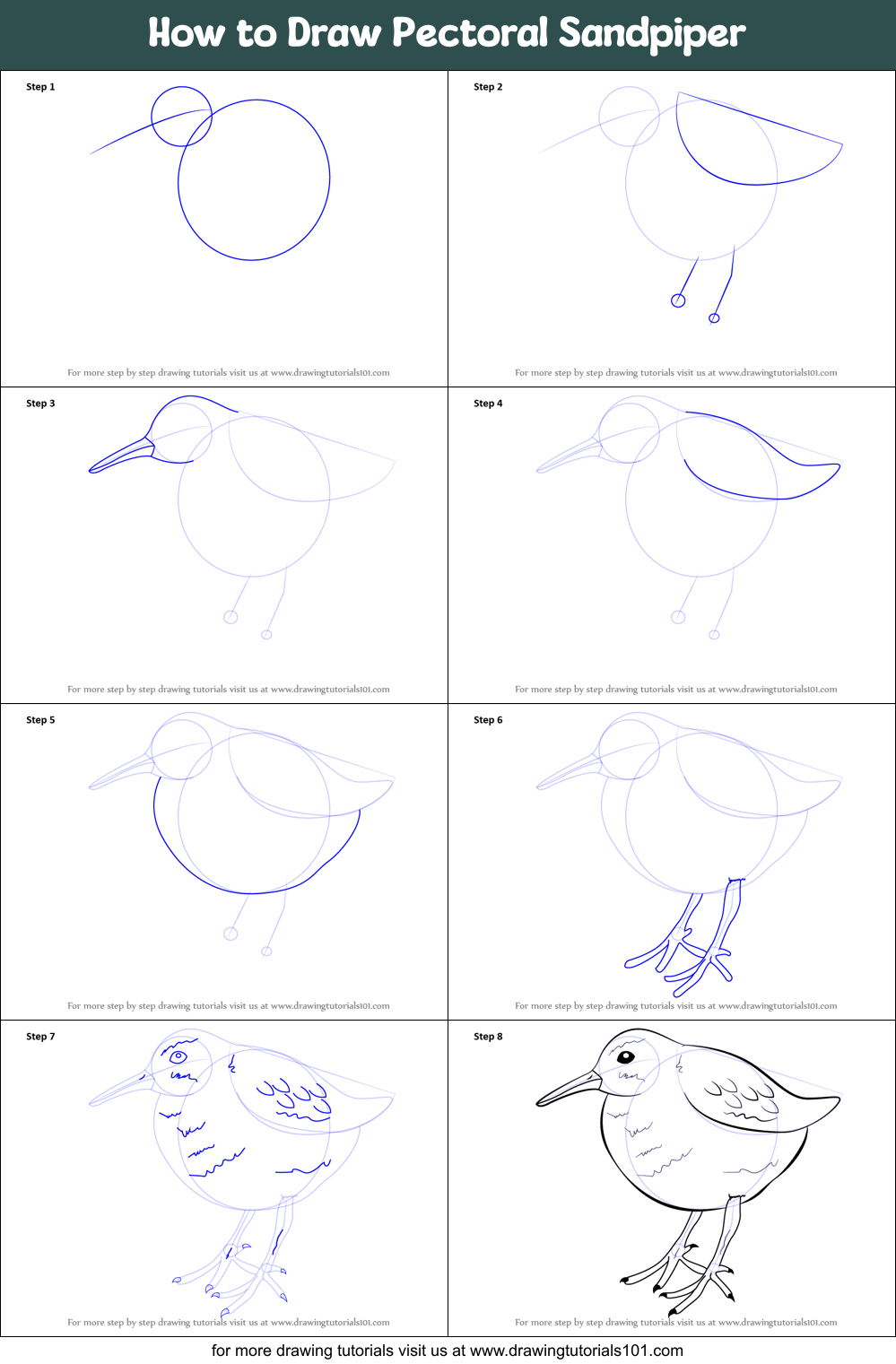 How to Draw Pectoral Sandpiper printable step by step drawing sheet ...