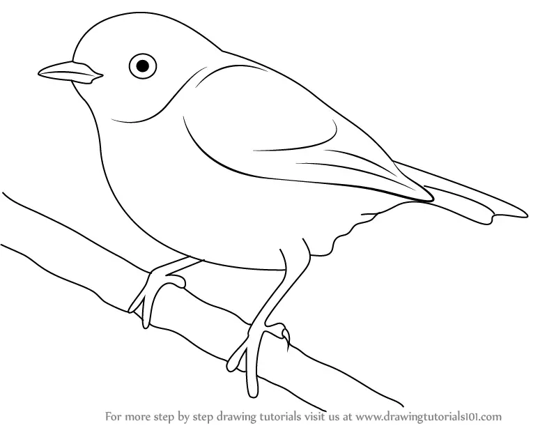 Learn How to Draw a Pied Flycatcher (Birds) Step by Step Drawing