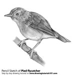 How to Draw a Pied Flycatcher