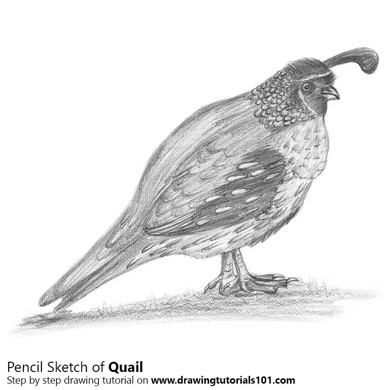 Pencil Sketch of Quail - Pencil Drawing