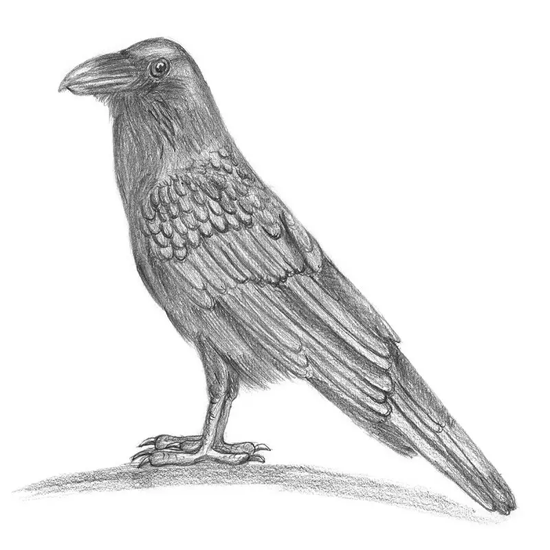 Pencil Sketch of Raven - Pencil Drawing
