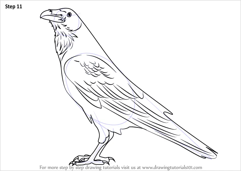 Learn How to Draw a Raven (Birds) Step by Step Drawing Tutorials