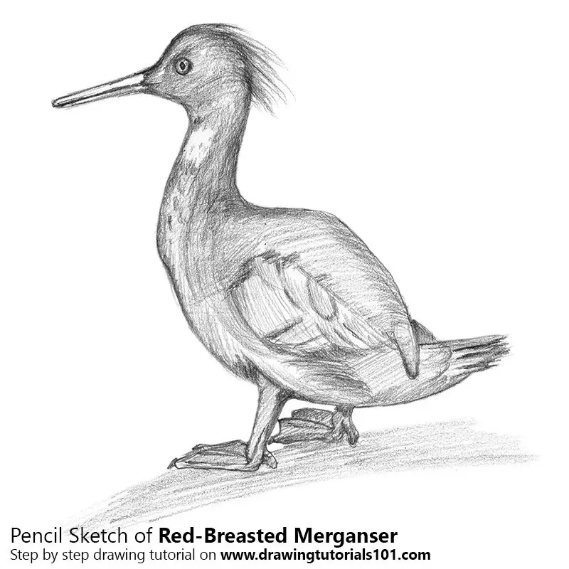 Pencil Sketch of Red-Breasted Merganser - Pencil Drawing