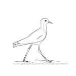 How to Draw a Red-wattled Lapwing