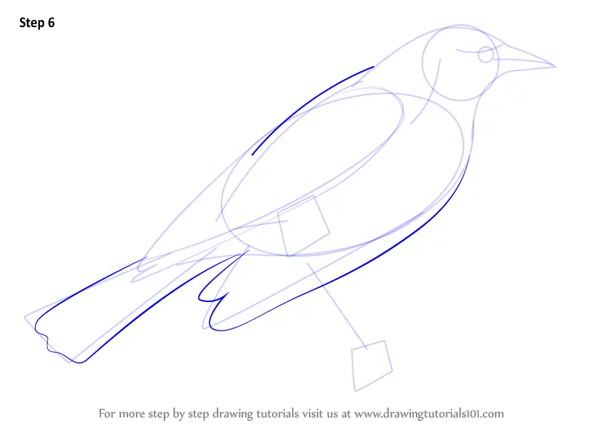 Learn How to Draw a RedWinged Blackbird (Birds) Step by Step Drawing