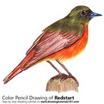 How to Draw a Redstart
