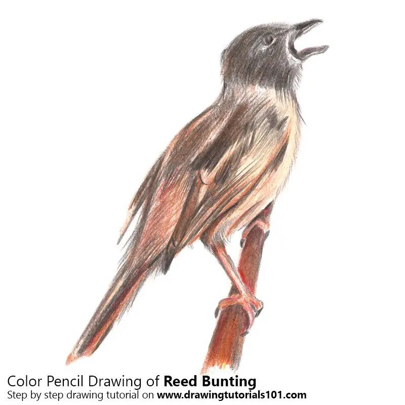 Pencil Sketch of Reed Bunting - Pencil Drawing