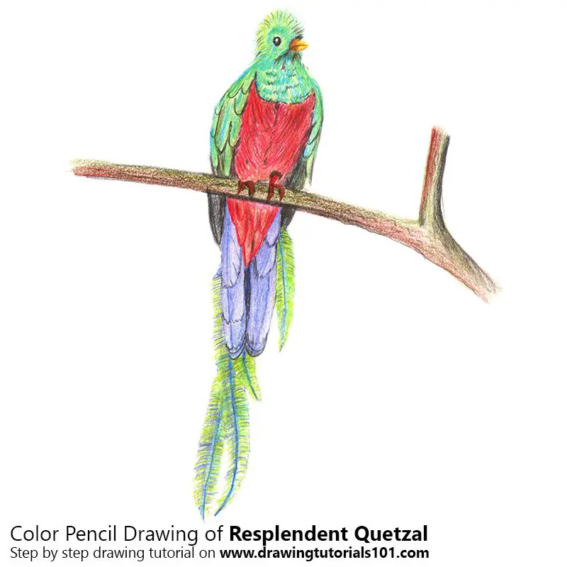 Resplendent Quetzal Color Pencil Drawing