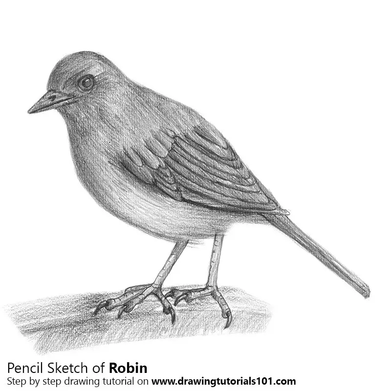 Pencil Sketch of Robin - Pencil Drawing
