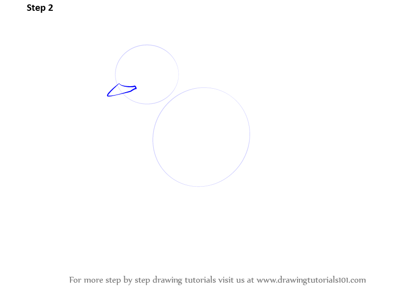 Learn How to Draw a Robin (Birds) Step by Step : Drawing Tutorials