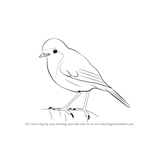 Learn How to Draw a Robin (Birds) Step by Step : Drawing Tutorials