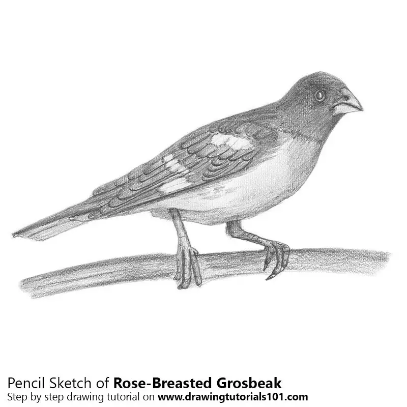 Pencil Sketch of Rose-Breasted Grosbeak - Pencil Drawing