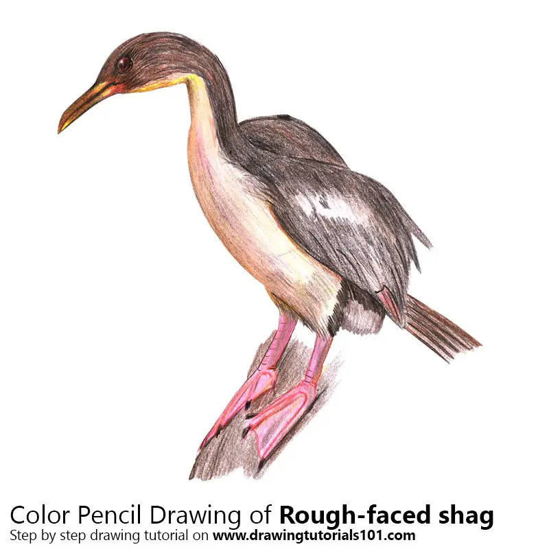Rough-faced shag Color Pencil Drawing