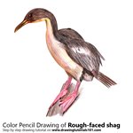 How to Draw a Rough-faced shag