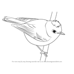 How to Draw a Ruby-Crowned Kinglet