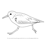 How to Draw a Sanderling