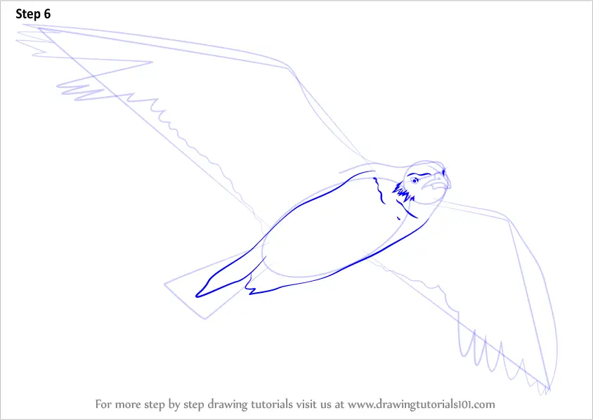 Step by Step How to Draw a Seagull Flying
