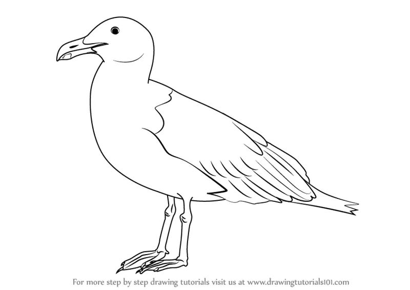 Learn How to Draw a Seagull (Birds) Step by Step Drawing Tutorials