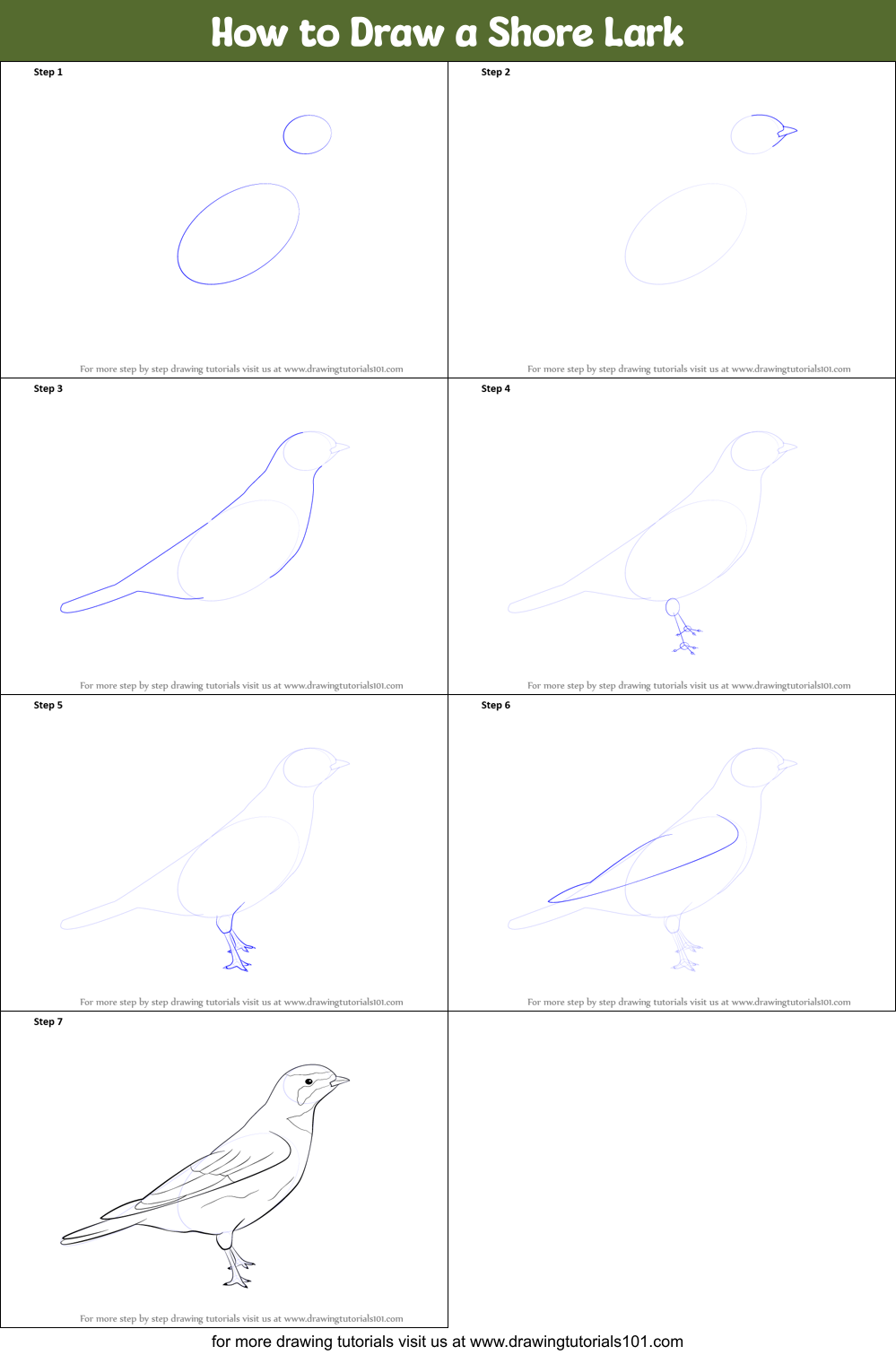 How to Draw a Shore Lark printable step by step drawing sheet ...