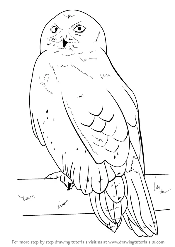 Learn How to Draw a Snowy Owl (Birds) Step by Step : Drawing Tutorials