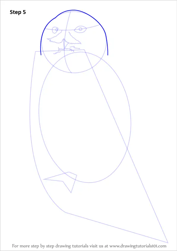 Learn How to Draw a Snowy Owl (Birds) Step by Step : Drawing Tutorials