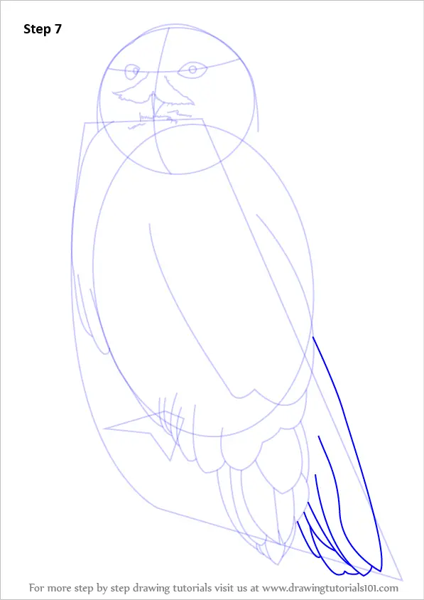 Learn How to Draw a Snowy Owl (Birds) Step by Step : Drawing Tutorials