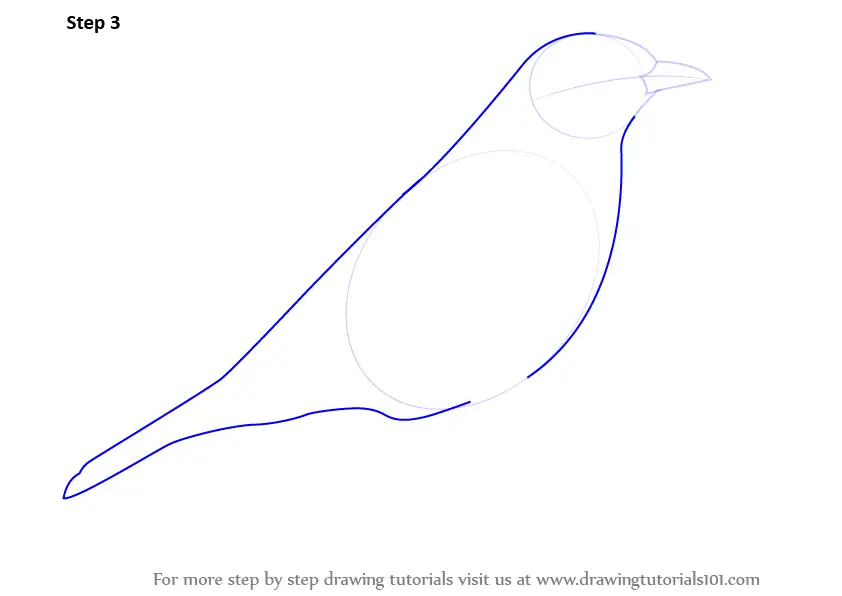 Download Learn How to Draw a Song Thrush (Birds) Step by Step : Drawing Tutorials