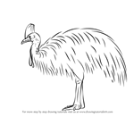 How to Draw a Southern Cassowary