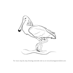 How to Draw a Spoonbill