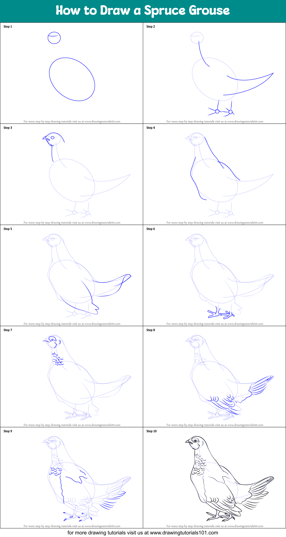 How to Draw a Spruce Grouse printable step by step drawing sheet ...