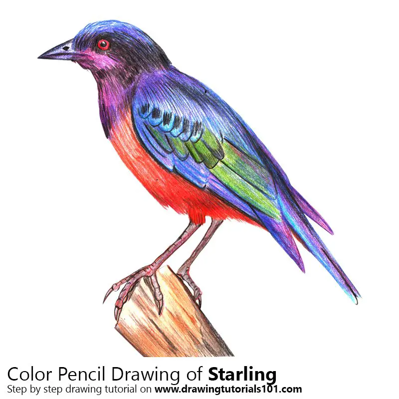 Starling Color Pencil Drawing