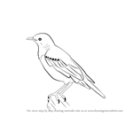 Learn How to Draw a Starling (Birds) Step by Step : Drawing Tutorials