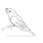 Learn How to Draw a Tawny Frogmouth (Birds) Step by Step : Drawing ...