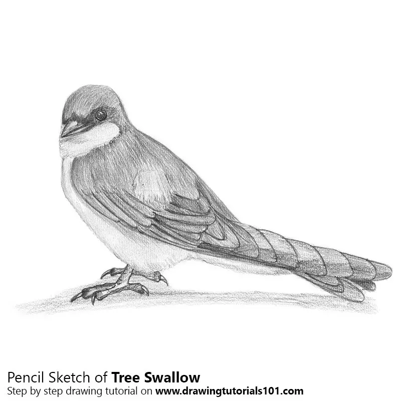 Pencil Sketch of Tree Swallow - Pencil Drawing