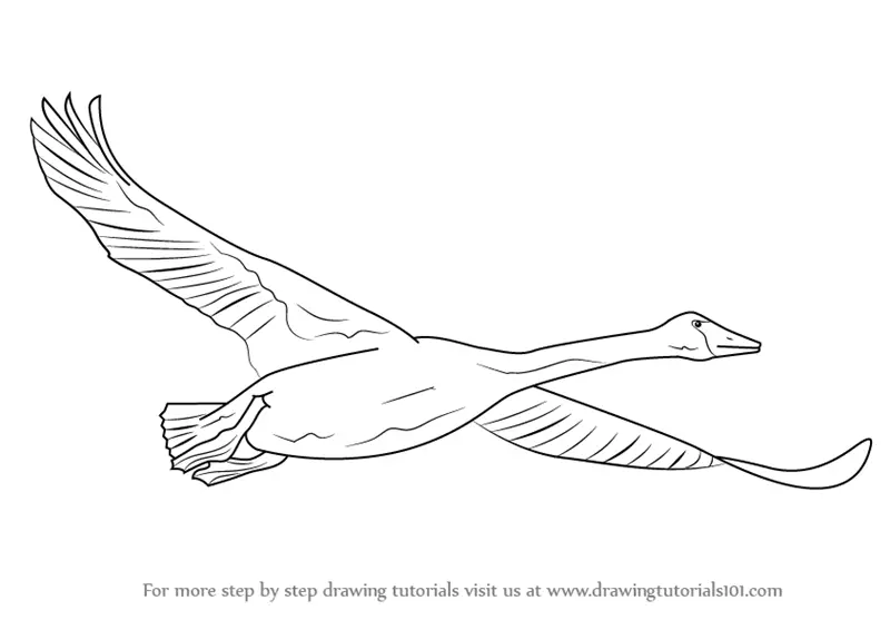 Download Learn How to Draw Trumpeter Swan in Flight (Birds) Step by Step : Drawing Tutorials