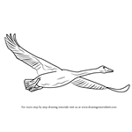 How to Draw Trumpeter Swan in Flight