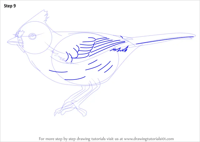 Learn How To Draw A Tufted Titmouse Birds Step By Step Drawing Tutorials