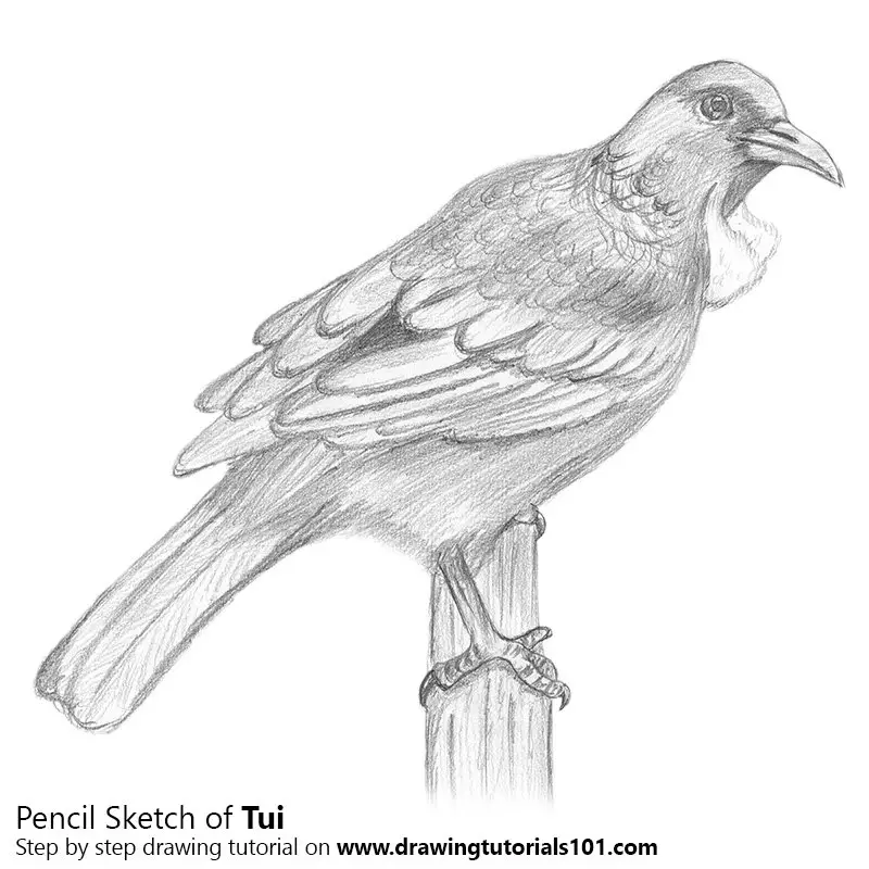 Pencil Sketch of Tui Bird - Pencil Drawing