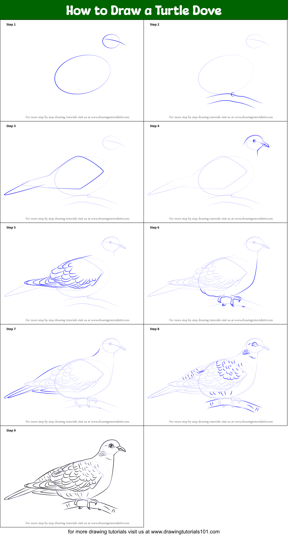 How To Draw A Turtle Dove Step By Step