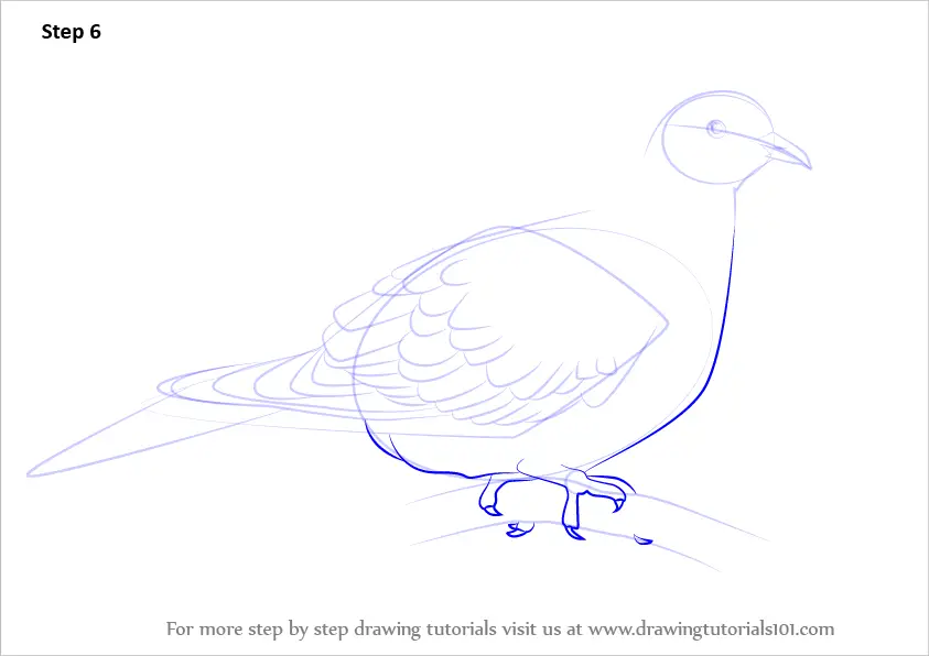 learn-how-to-draw-a-turtle-dove-birds-step-by-step-drawing-tutorials