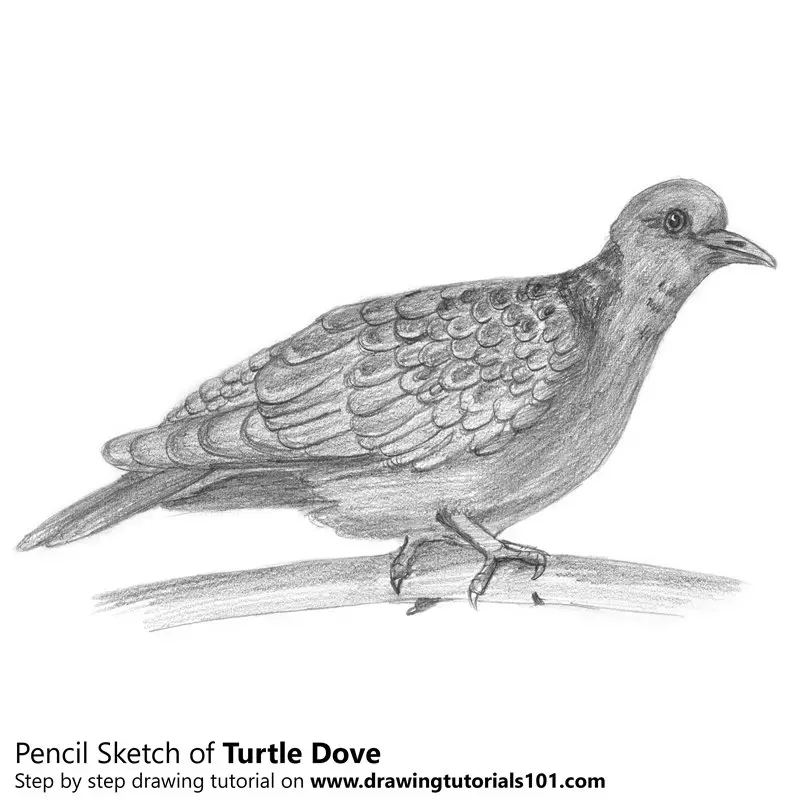 Pencil Sketch of Turtle Dove - Pencil Drawing